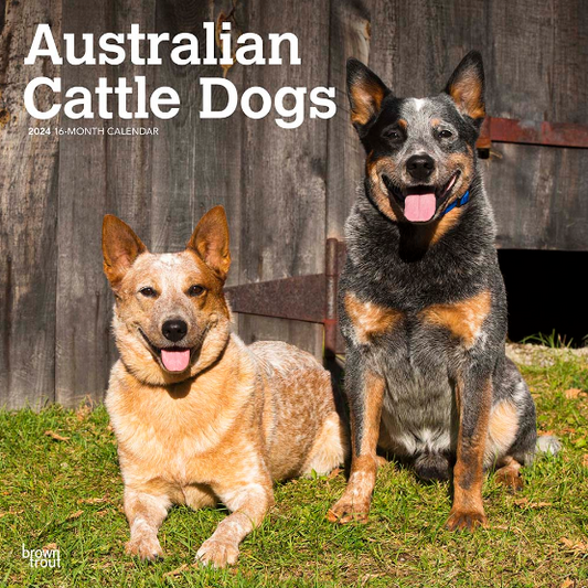 2024 Australian Cattle Dogs Calendar