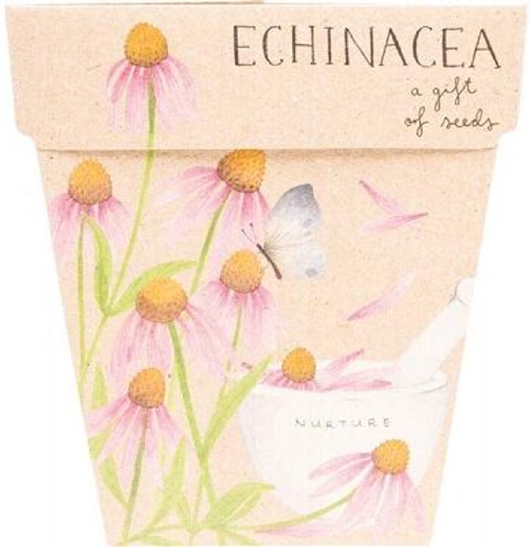 Seeds Echinacea