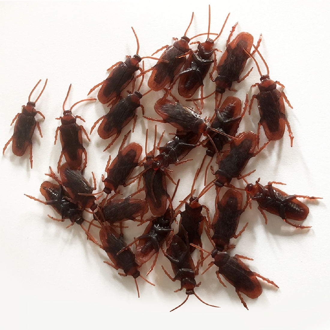 Cockroaches 24pk