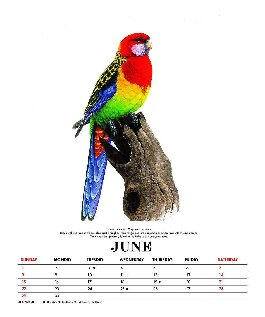 2025 12 Month Birds Of Australia The Art Of Jeremy Boot Deluxe Large Wall Calendar