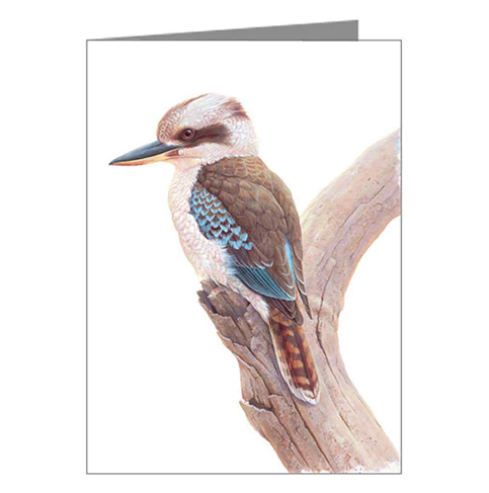 Kookaburra Greeting Card