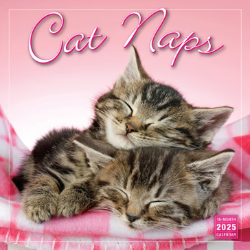 2025 16 Month Cat Naps Wall Calendar