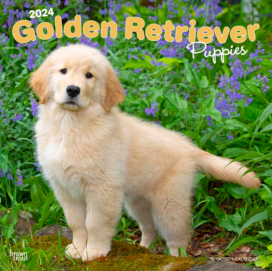 2024 Golden Retriever Puppies Calendar
