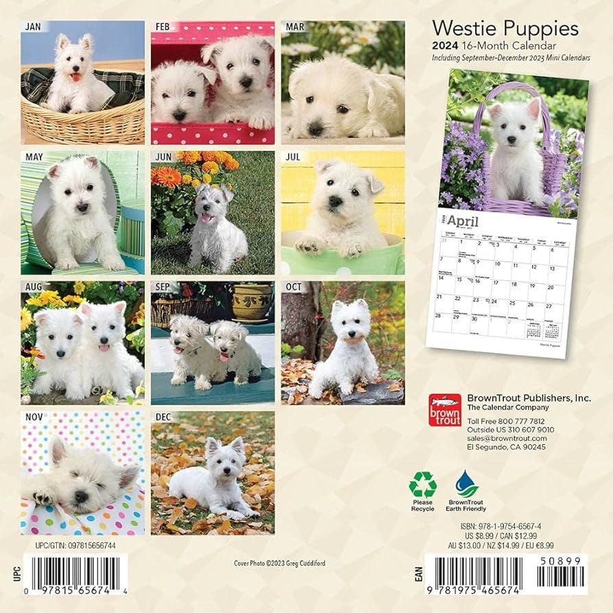 2024 Westie Puppies Calendar More Than News