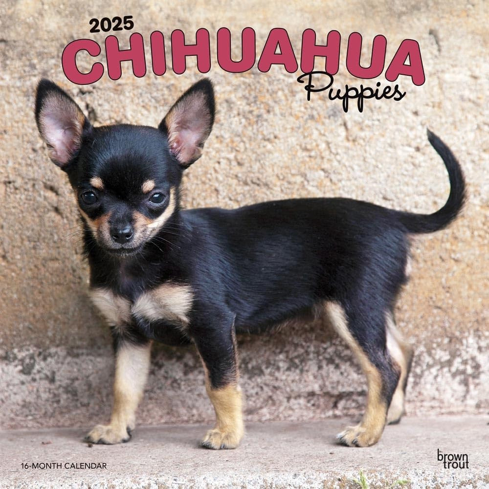 2025 16 Month Chihuahua Puppies Wall Calendar