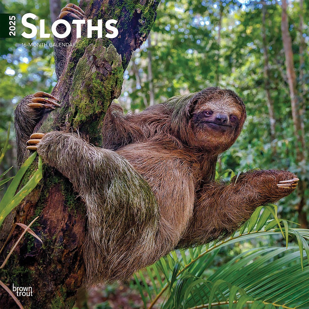 2025 16 Month Sloths Wall Calendar