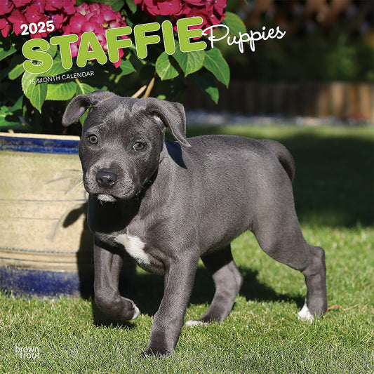 2025 16 Month Staffie Puppies Wall Calendar