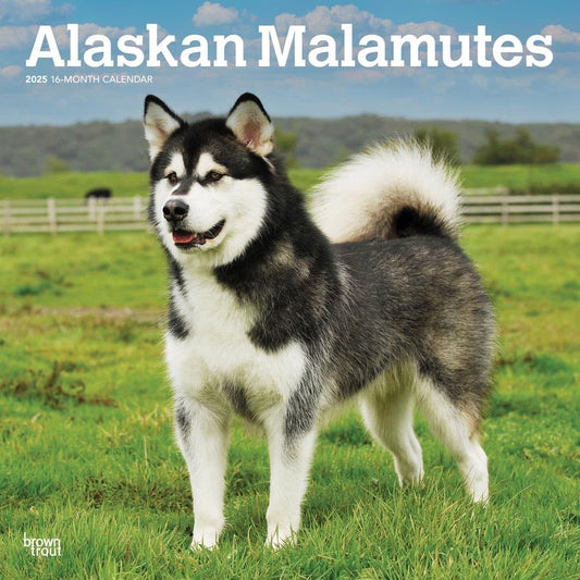 2025 16 Month Alaskan Malamutes Wall Calendar