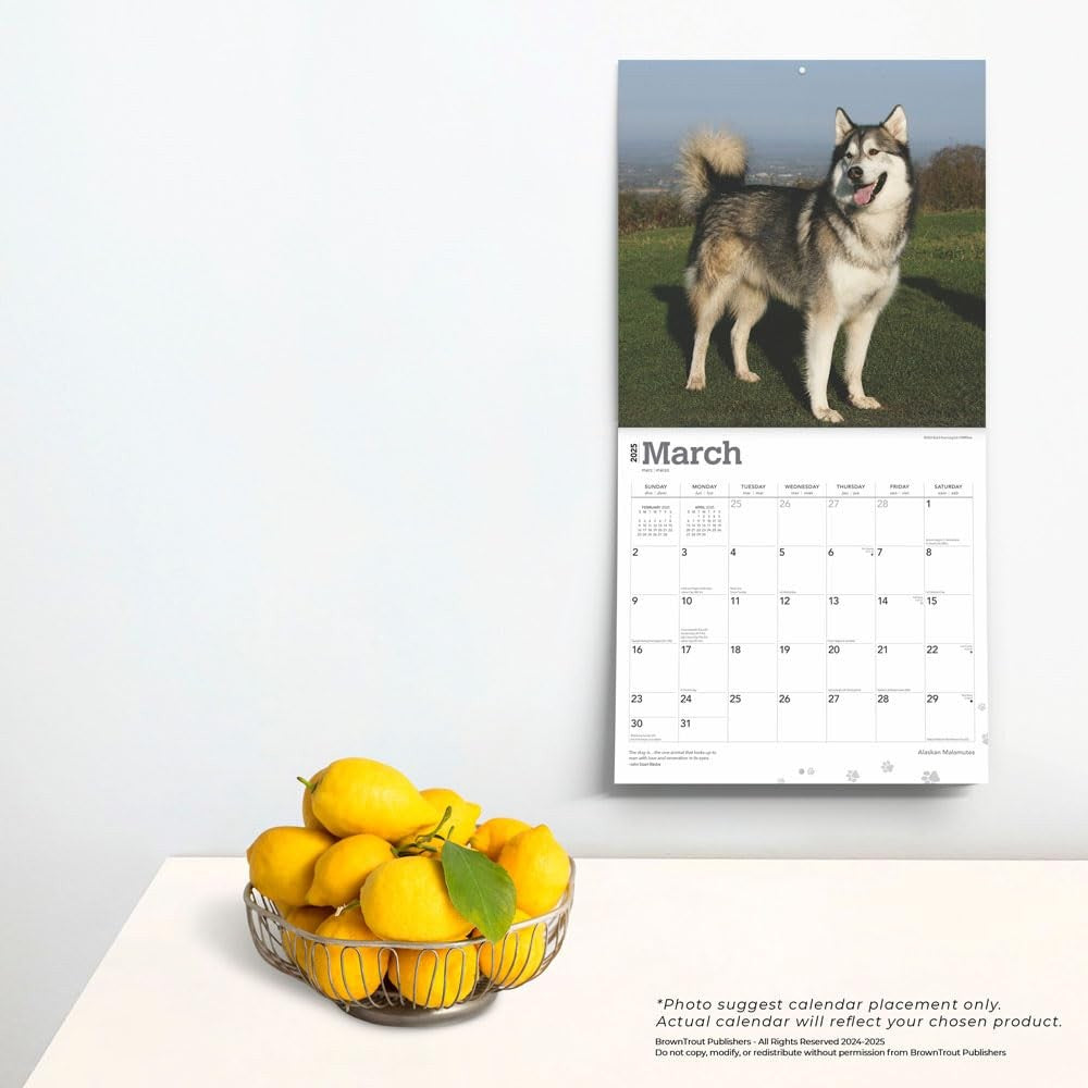 2025 16 Month Alaskan Malamutes Wall Calendar