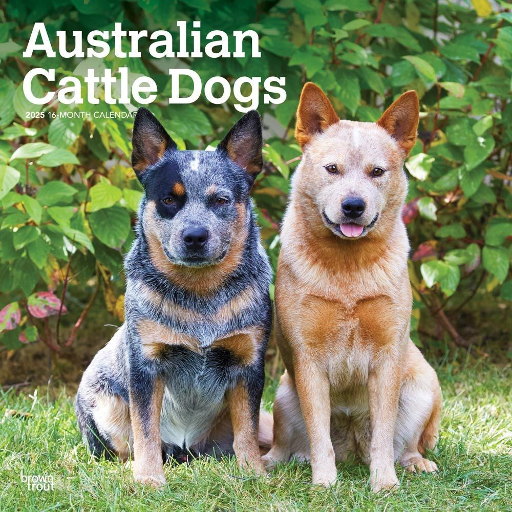 2025 16 Month Australian Cattle Dogs Wall Calendar