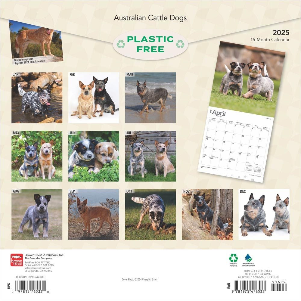 2025 16 Month Australian Cattle Dogs Wall Calendar