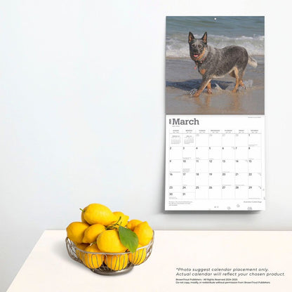 2025 16 Month Australian Cattle Dogs Wall Calendar