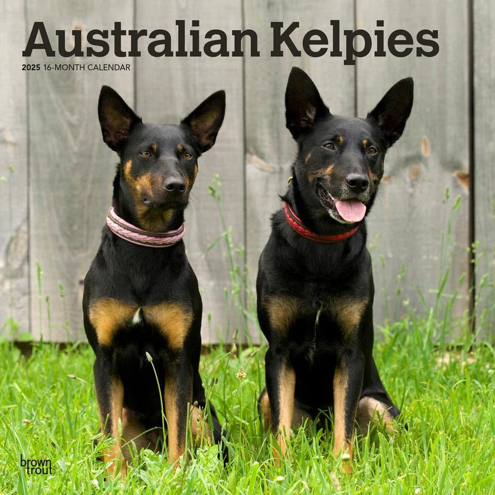 2025 16 Month Australian Kelpies Wall Calendar