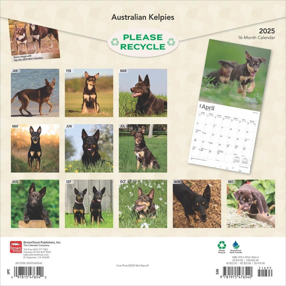 2025 16 Month Australian Kelpies Wall Calendar