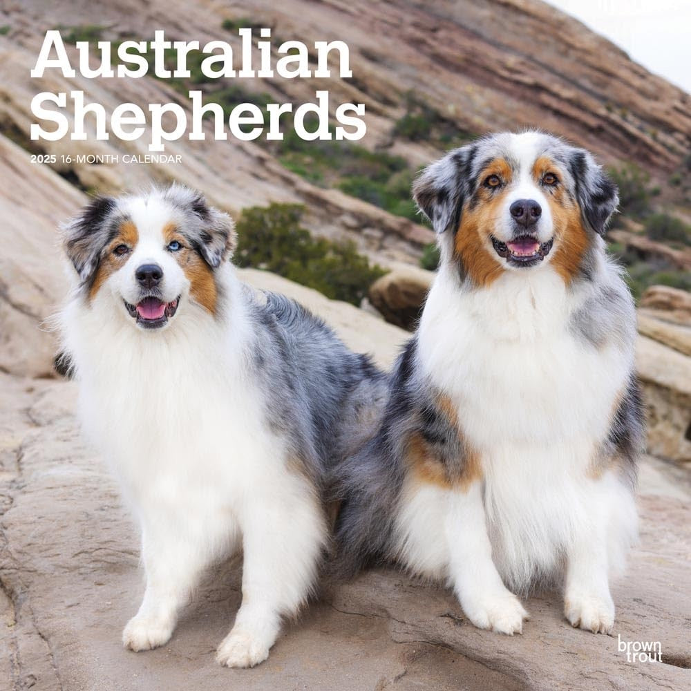 2025 16 Month Australian Shepherds Wall Calendar