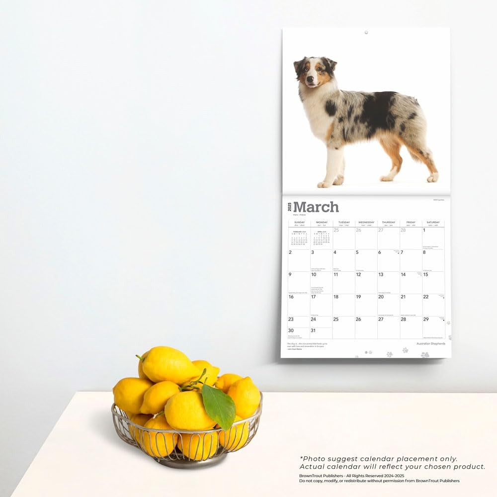 2025 16 Month Australian Shepherds Wall Calendar