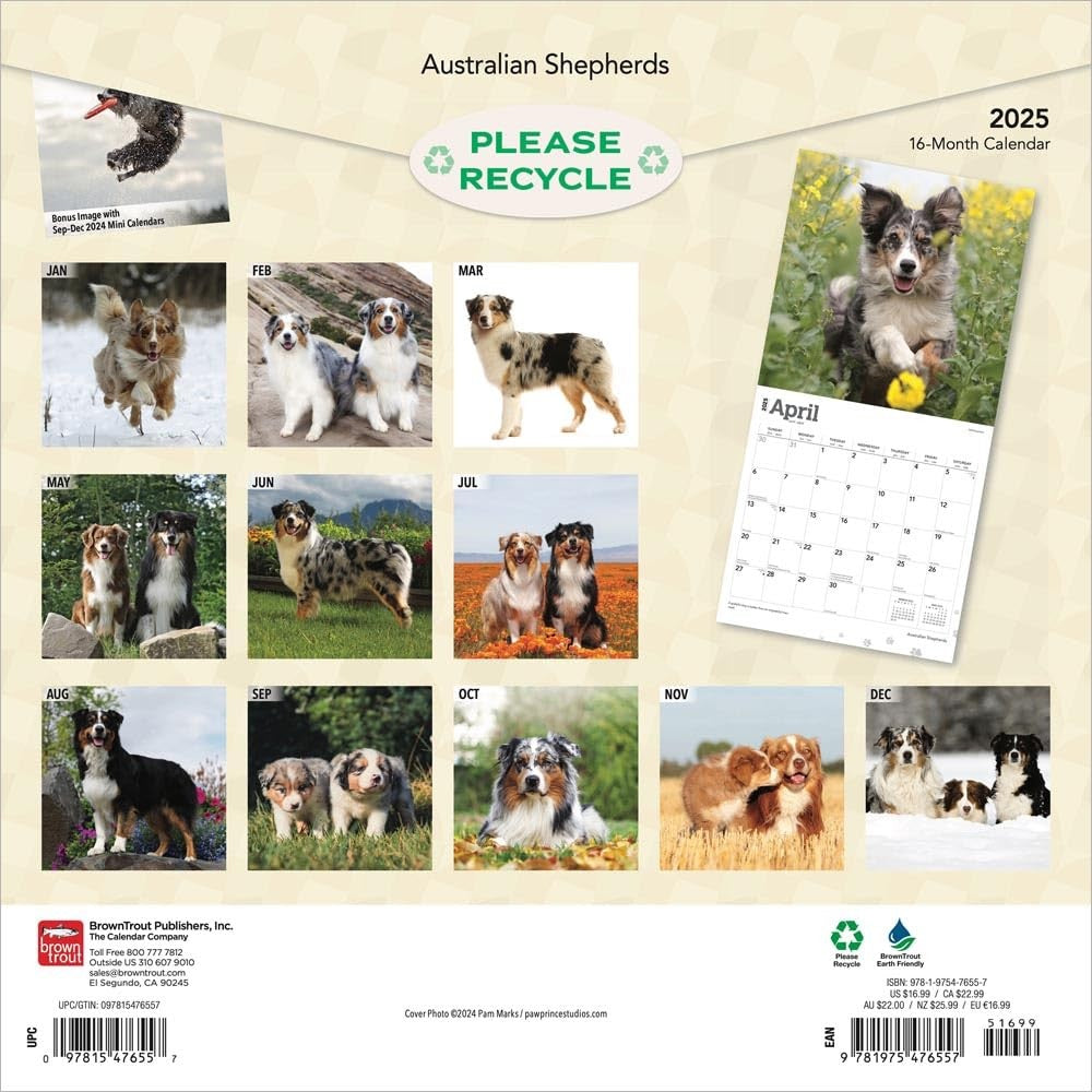 2025 16 Month Australian Shepherds Wall Calendar