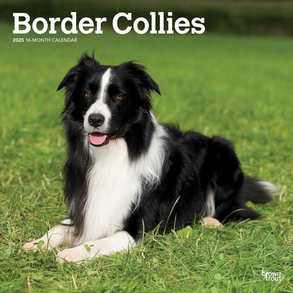 2025 16 Month Border Collies Wall Calendar