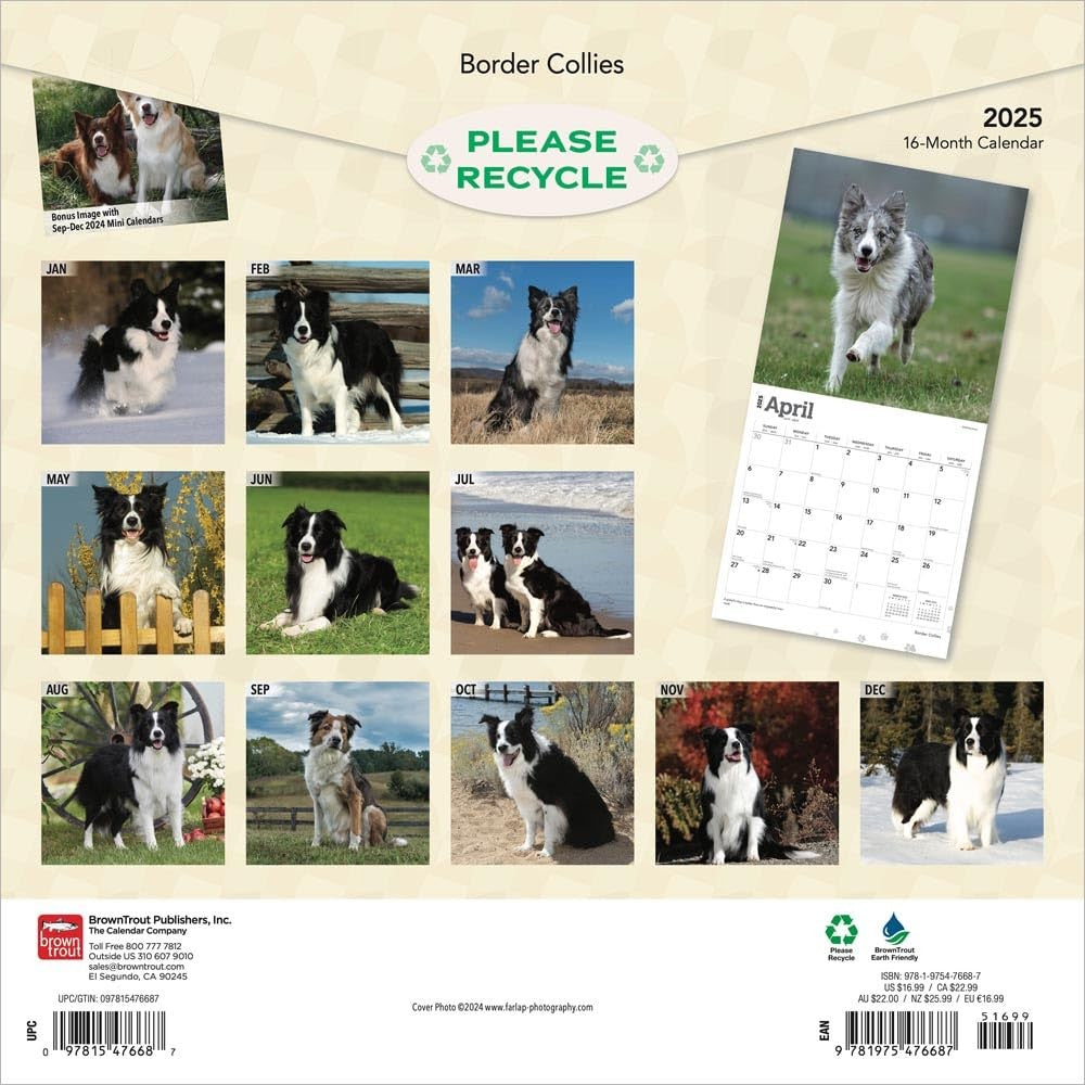 2025 16 Month Border Collies Wall Calendar