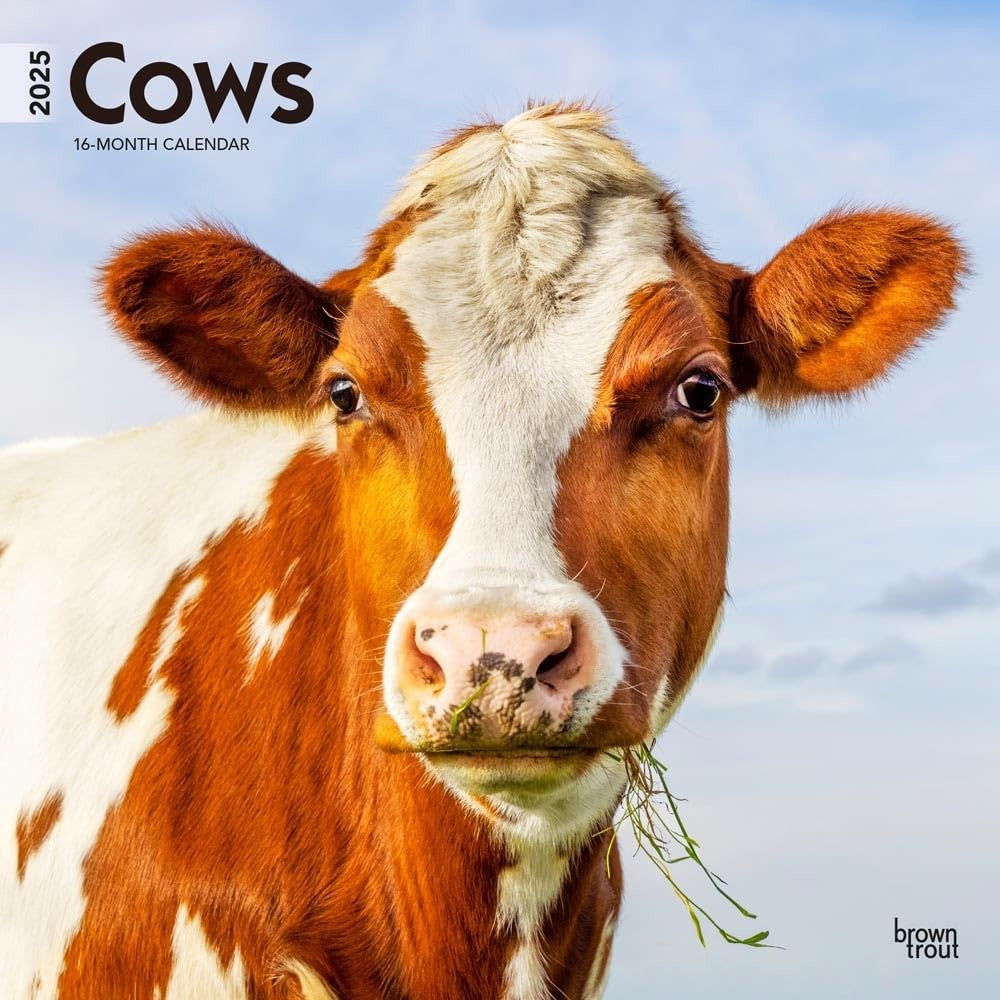 2025 16 Month Cows Wall Calendar