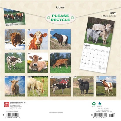 2025 16 Month Cows Wall Calendar