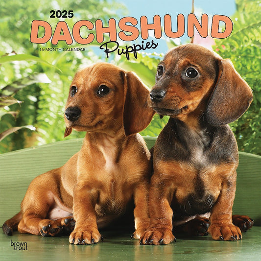 2025 16 Month Dachshund Puppies Wall Calendar