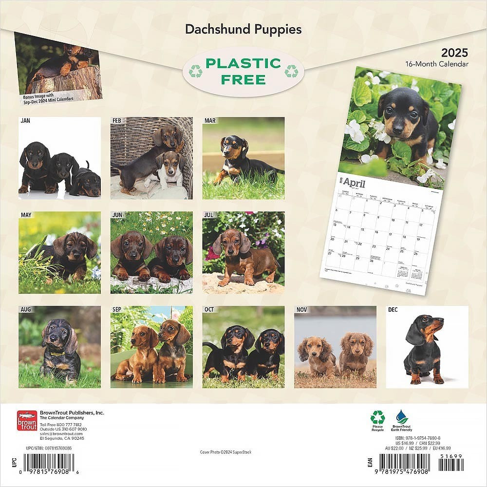 2025 16 Month Dachshund Puppies Wall Calendar