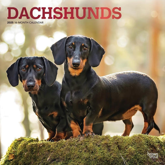 2025 16 Month Dachshunds Wall Calendar