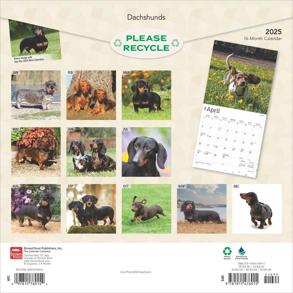 2025 16 Month Dachshunds Wall Calendar