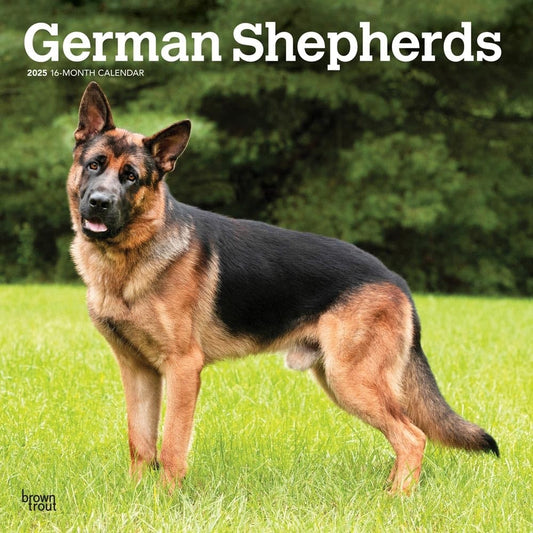 2025 16 Month German Shepherd Wall Calendar