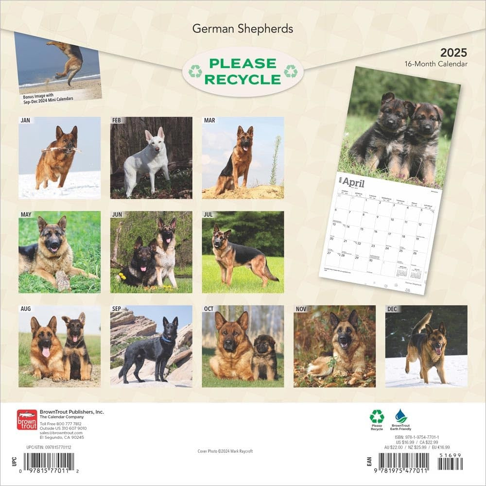 2025 16 Month German Shepherd Wall Calendar