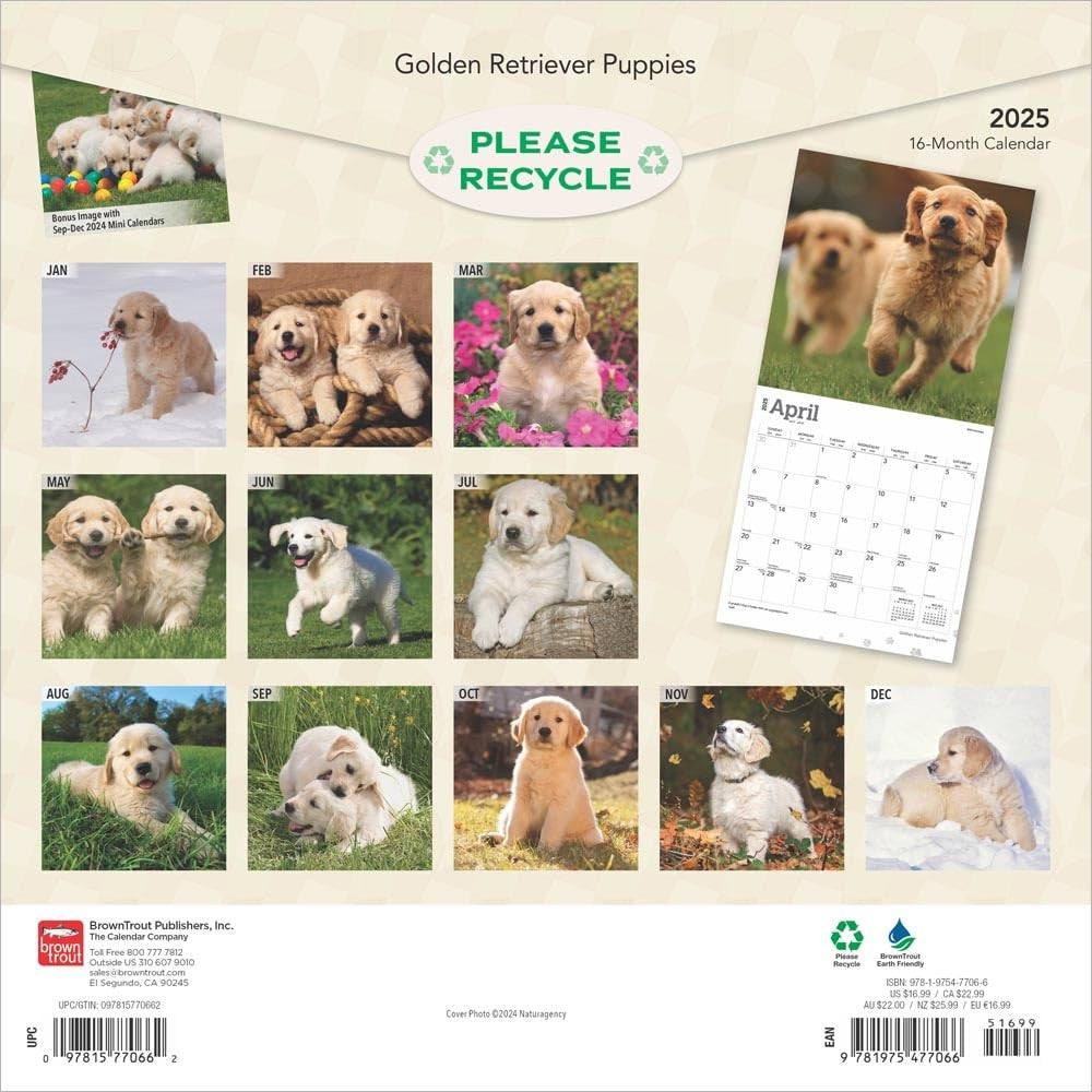 2025 16 Month Golden Retriever Puppies Wall Calendar