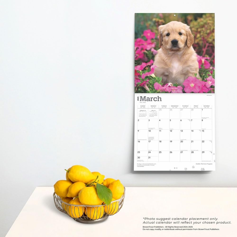 2025 16 Month Golden Retriever Puppies Wall Calendar