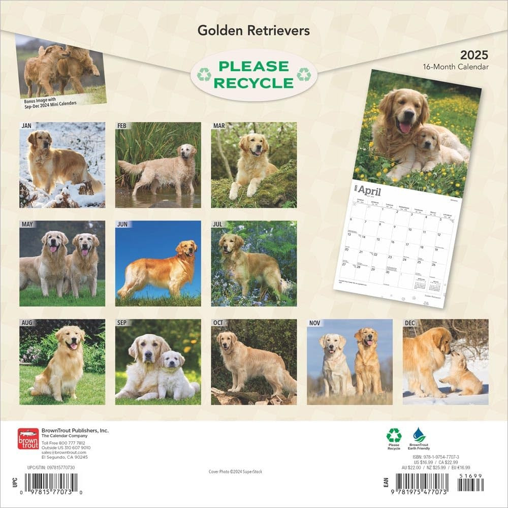 2025 16 Month Golden Retrievers Wall Calendar