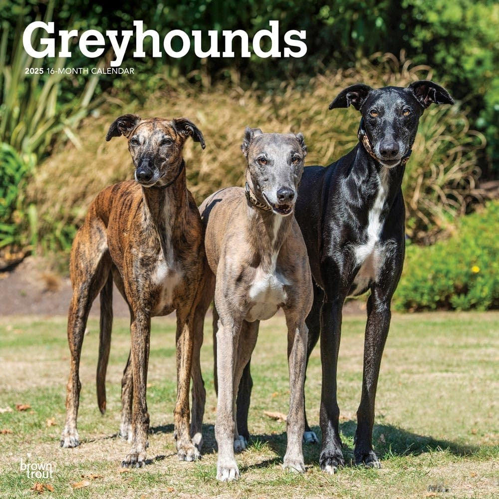 2025 16 Month Greyhounds Wall Calendar