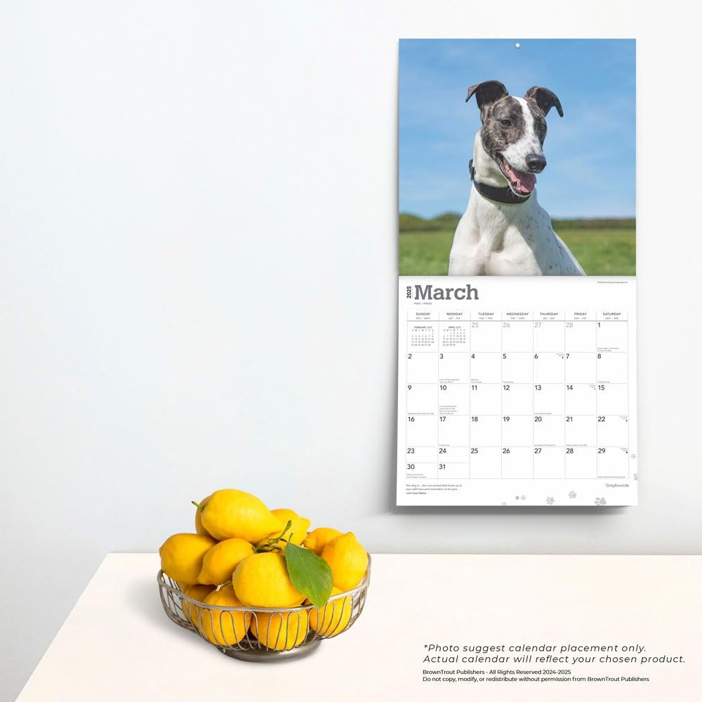 2025 16 Month Greyhounds Wall Calendar