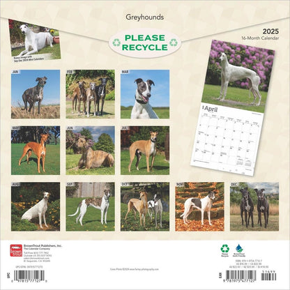 2025 16 Month Greyhounds Wall Calendar