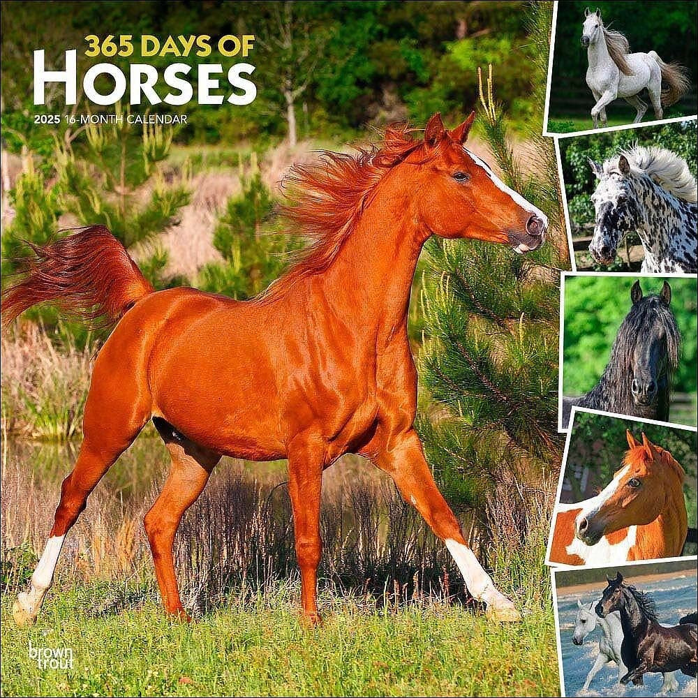 2025 16 Month 365 Days Of Horses Wall Calendar