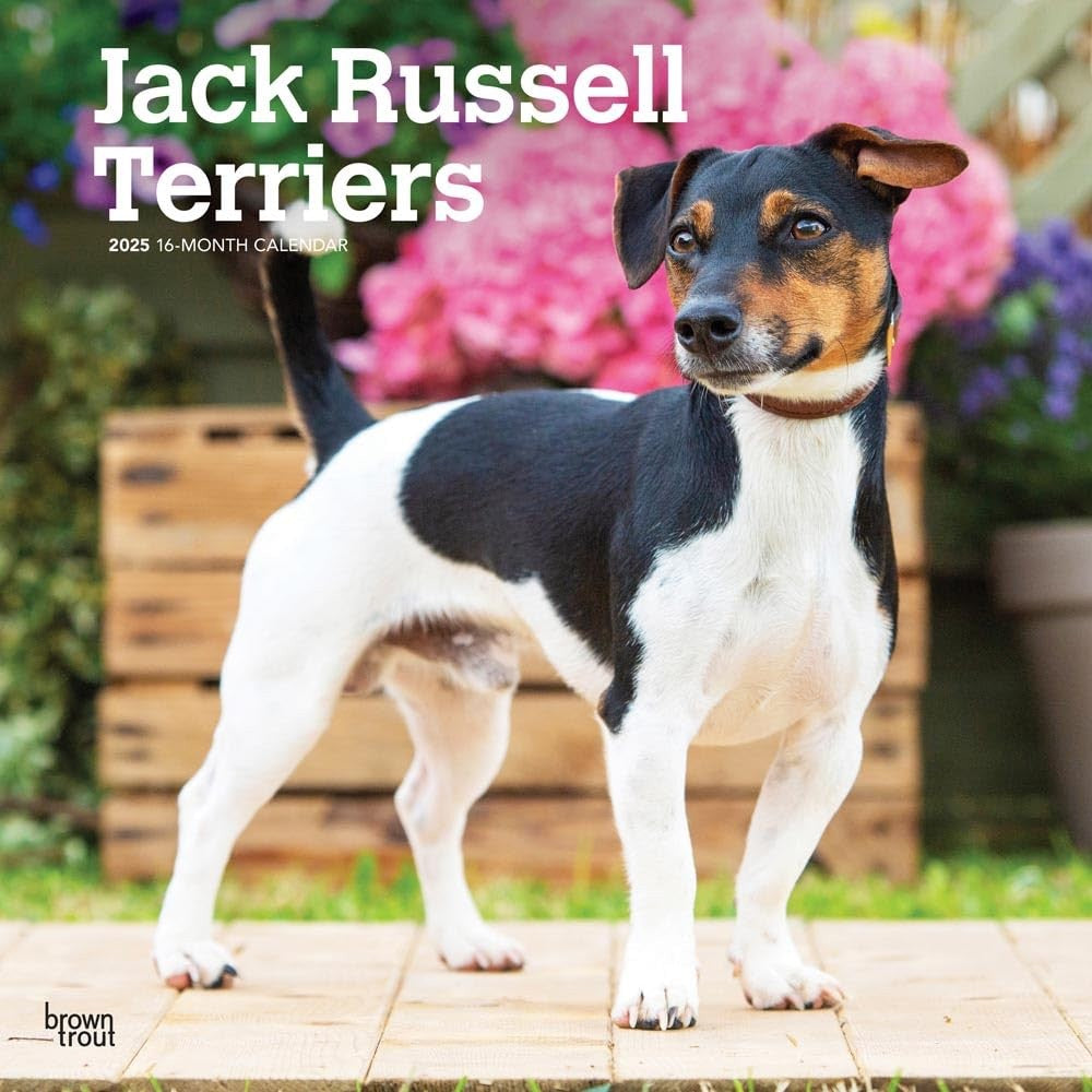 2025 16 Month Jack Russell Wall Calendar