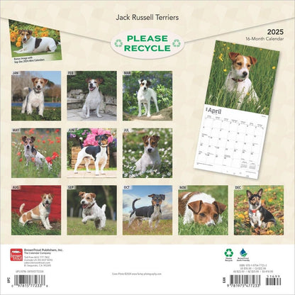 2025 16 Month Jack Russell Wall Calendar