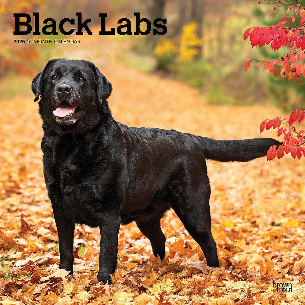 2025 16 Month Black Lab Wall Calendar