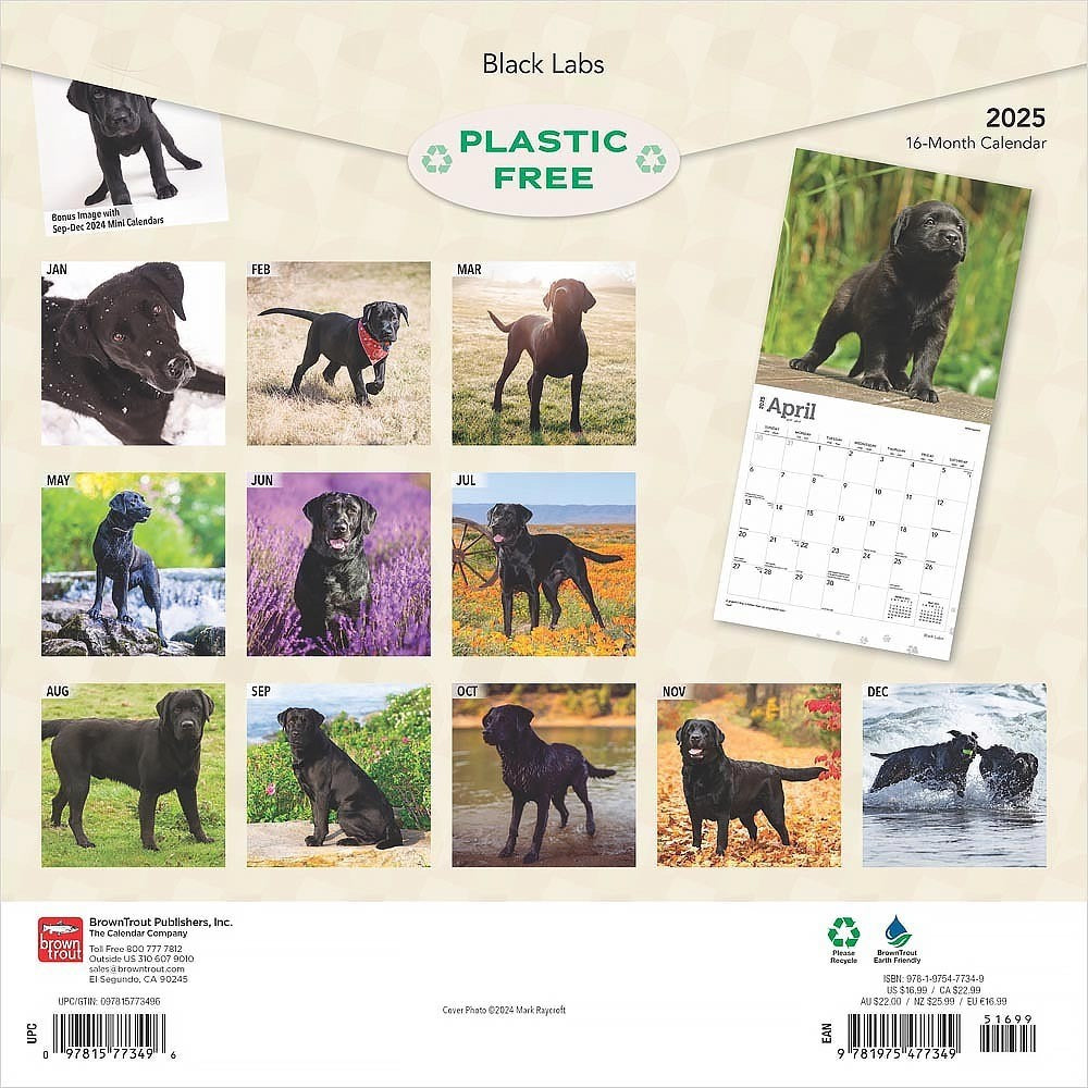 2025 16 Month Black Lab Wall Calendar