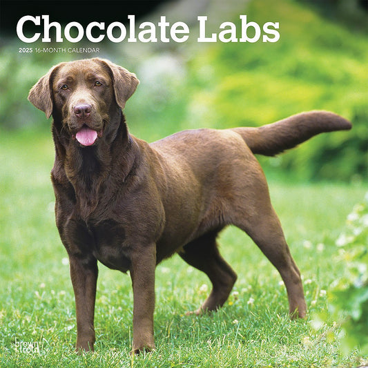 2025 16 Month Chocolate Labradors Wall Calendar