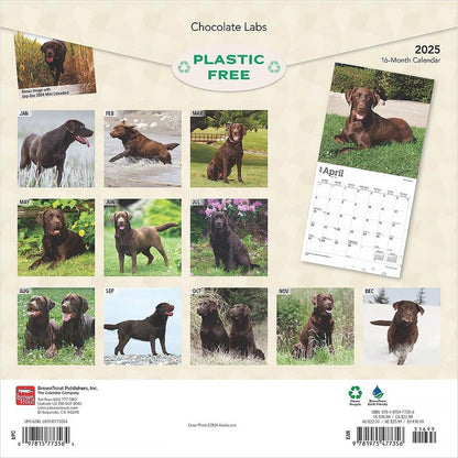 2025 16 Month Chocolate Labradors Wall Calendar