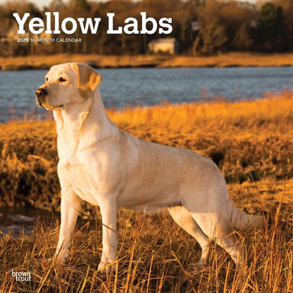 2025 16 Month Yellow Labs Wall Calendar