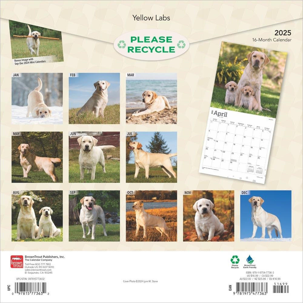 2025 16 Month Yellow Labs Wall Calendar