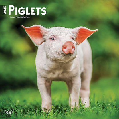 2025 16 Month Piglets Wall Calendar