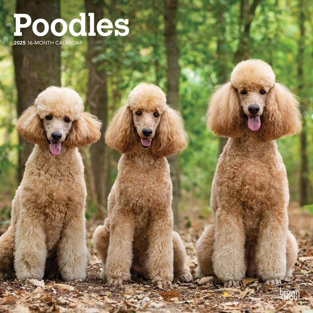 2025 16 Month Poodles Wall Calendar