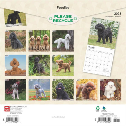 2025 16 Month Poodles Wall Calendar