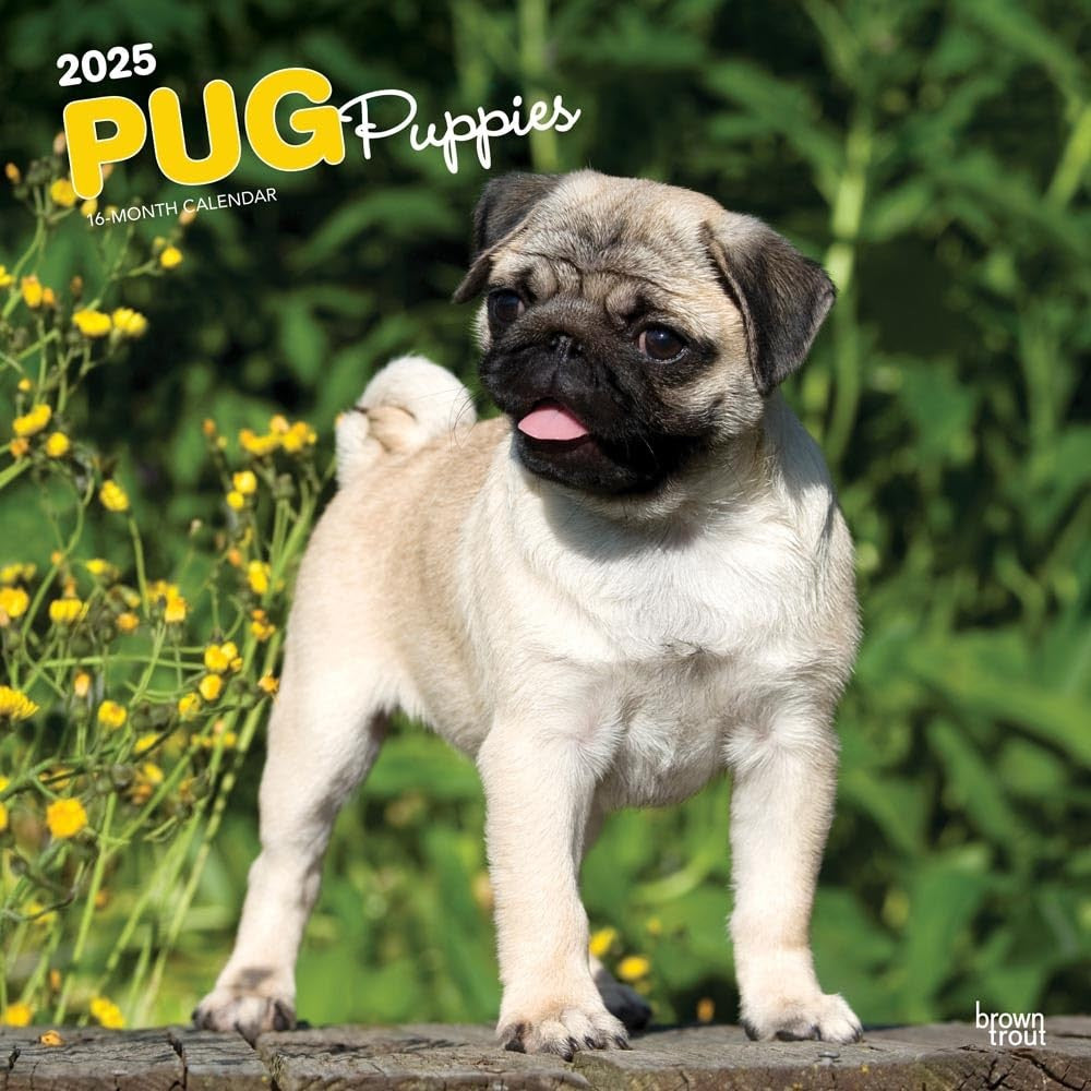 2025 16 Month Pug Puppies Wall Calendar